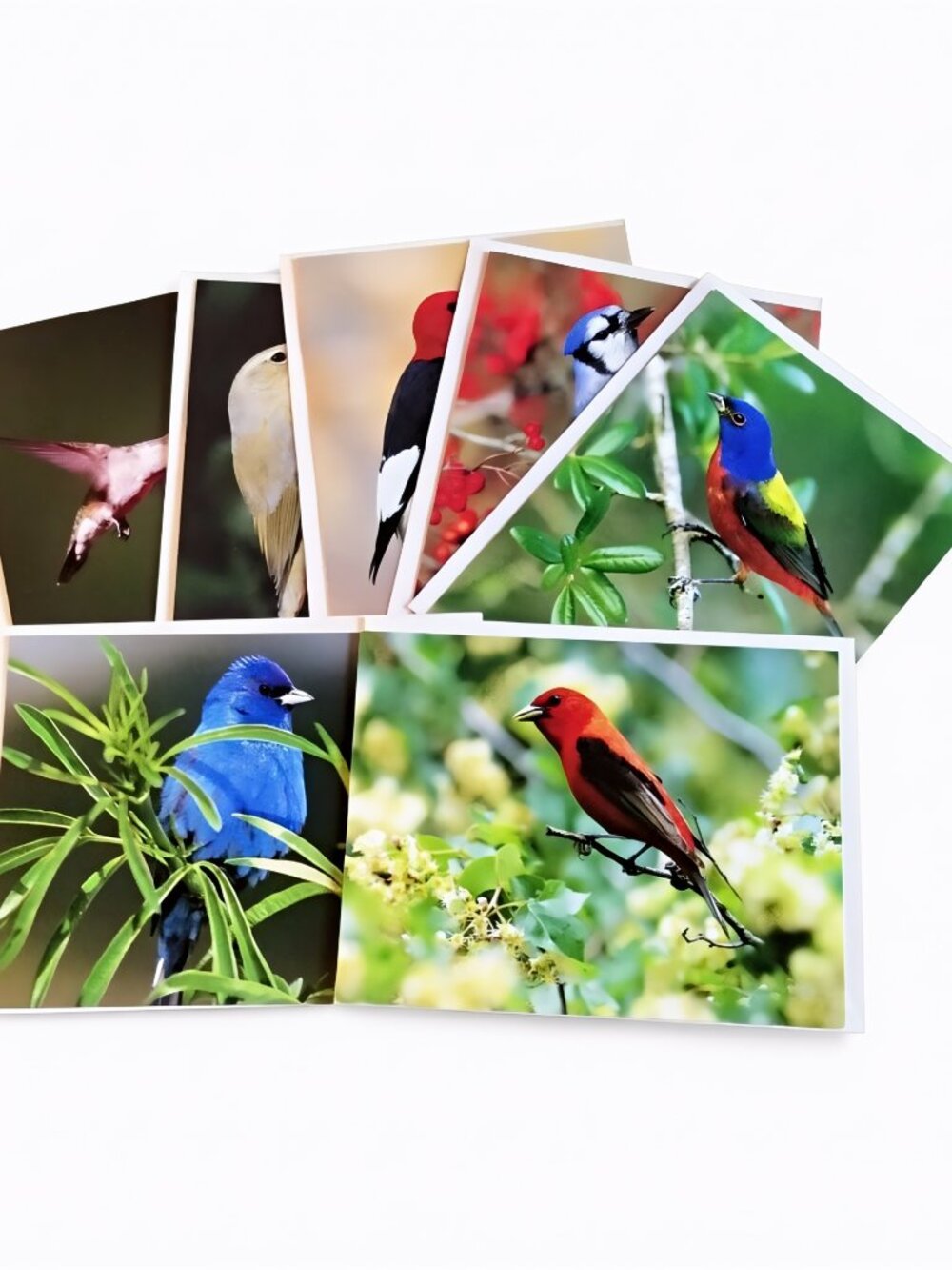 Bird Photography Greeting Cards Set of 7, Dave Maslowski, Blank Inside